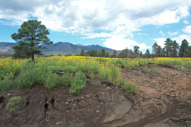 Wilde bloemen rond Flagstaff Arizona