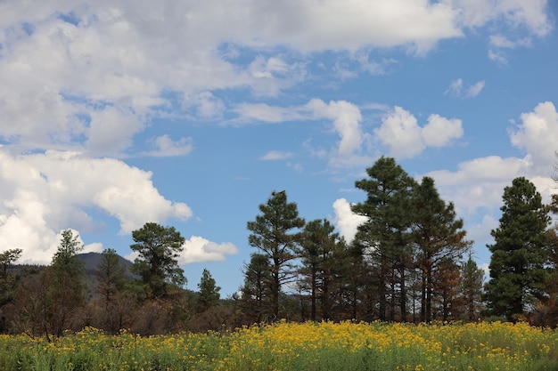 Wilde bloemen rond Flagstaff Arizona