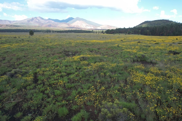 Wilde bloemen rond Flagstaff Arizona