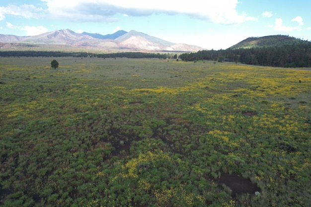 Wilde bloemen rond Flagstaff Arizona