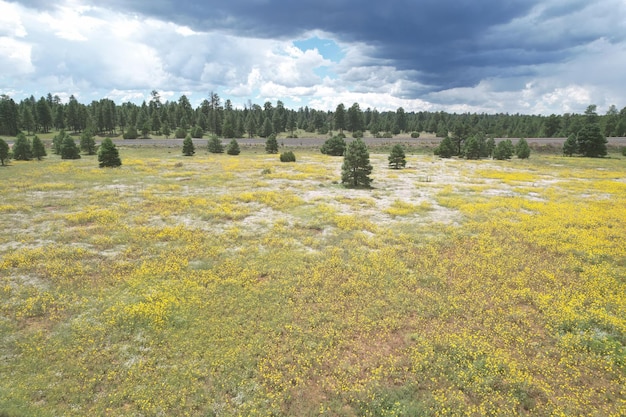 Wilde bloemen rond Flagstaff Arizona