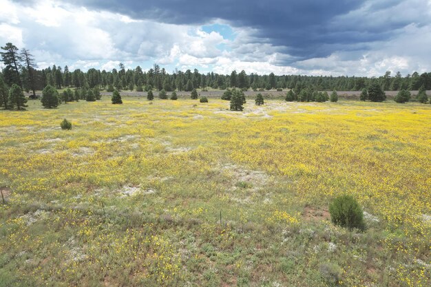 Wilde bloemen rond Flagstaff Arizona