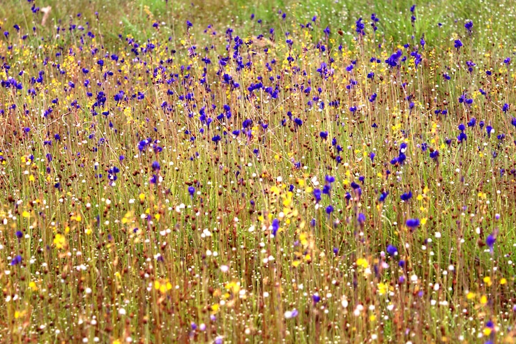 Foto wilde bloemen, thailand