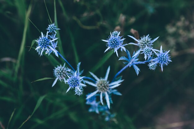 Wilde bloemen van blauwe eryngium op weide