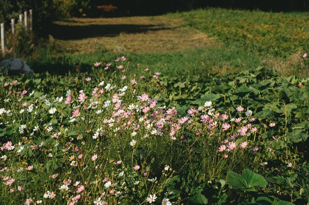 Wilde bloemen van paarse kleur in het veld