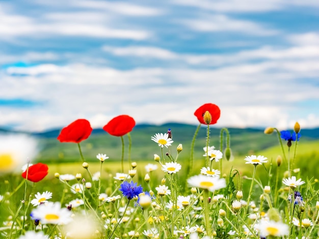 Wilde bloemen veld tegen blauwe hemel
