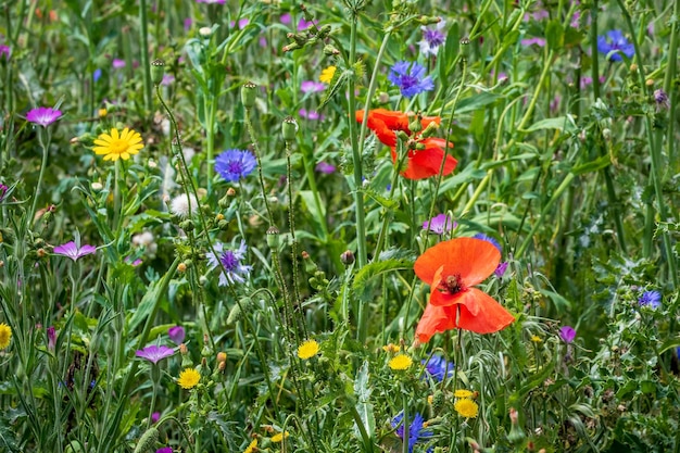 Wilde Bloemen