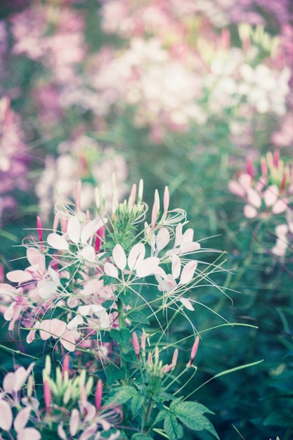 Wilde bloementuin met ochtendzonlicht