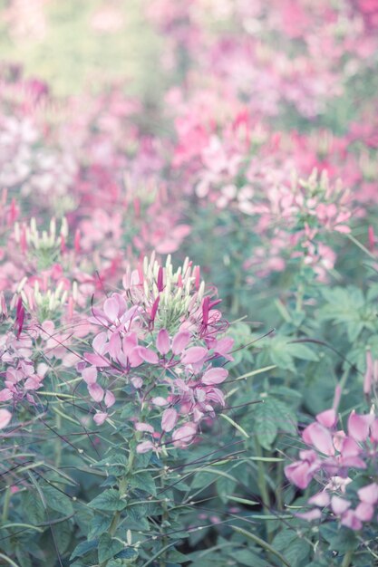 Wilde bloementuin met ochtendzonlicht