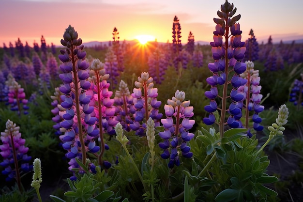 Wilde bloemenweide bij echte zonsopgang