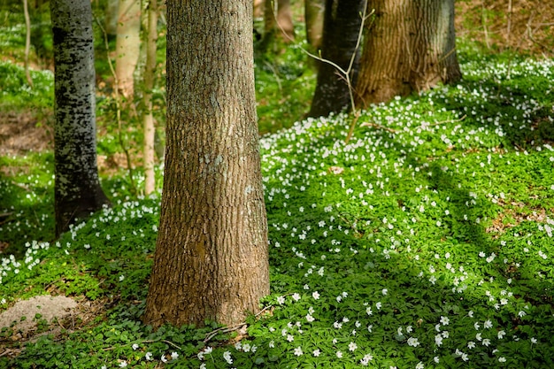 Wilde bomen groeien in een bos met witte anemoon nemorosa bloemen en groene planten Schilderachtig landschap van hoge houten stammen met weelderige bladeren in de natuur in de lente Rustige uitzichten in het park of de bossen