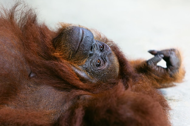 Wilde Borneose orang-oetan in Semenggoh Nature Reserve, Wildlife Rehabilitation Centre in Kuching. Orang-oetans zijn bedreigde apen die in de regenwouden van Borneo (Kalimantan) in Maleisië en Indonesië leven