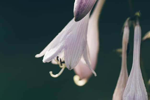 Wilde boshyacinten close-up wazig bokeh achtergrond