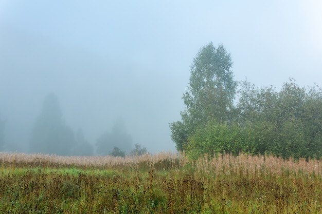 Wilde bosopen plek met herfstgras in de ochtendnevel