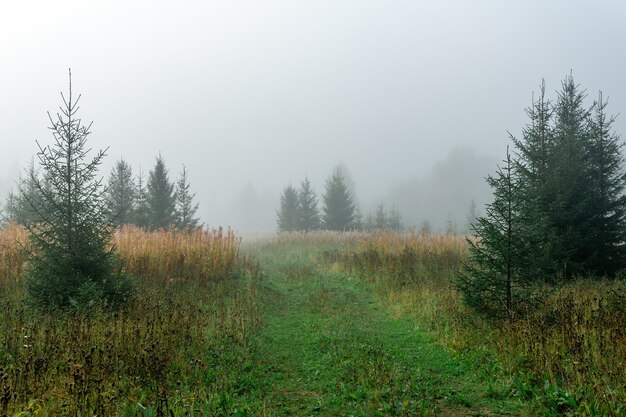 Wilde bosweide met herfstgras in de ochtendnevel