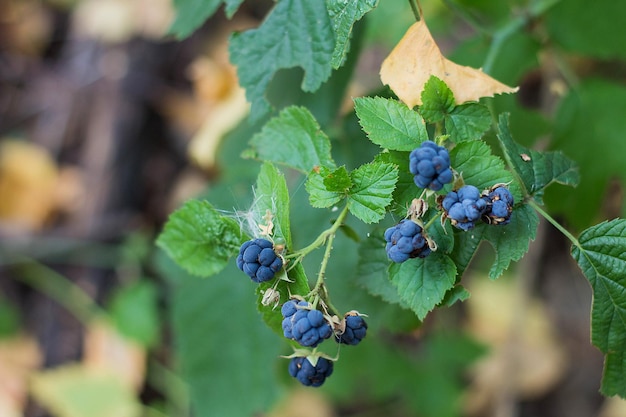 Wilde bramentak in bos