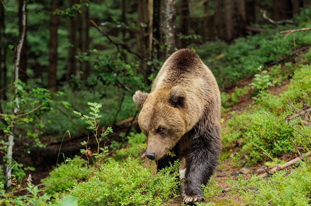 Wilde bruine beer (Ursus Arctos) in het bos. Wild dier .