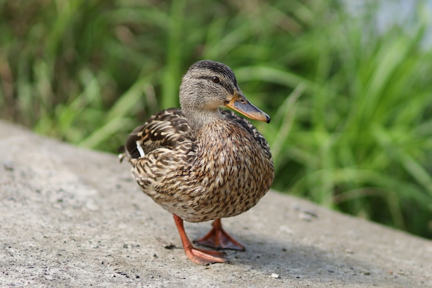 Wilde bruine eend in de zomer. Vrouwelijke wilde eend.