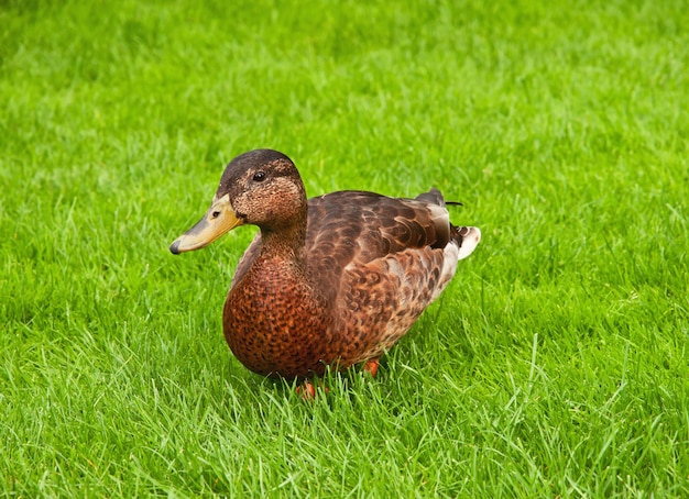 Wilde bruine eend op het groene gras