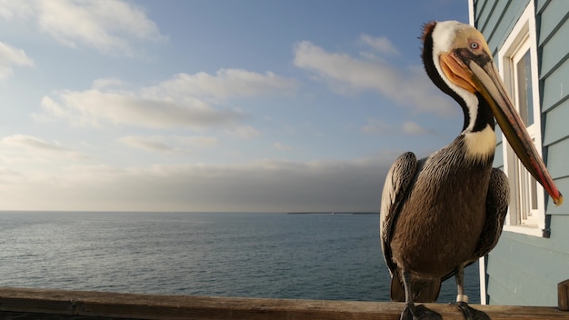 Wilde bruine pelikaan op pier, Californië oceaan strand, kust pelecanus van de V.S., grote vogel.