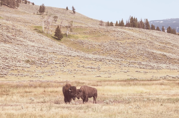 Wilde buffels in Yellowstone National Park, VS