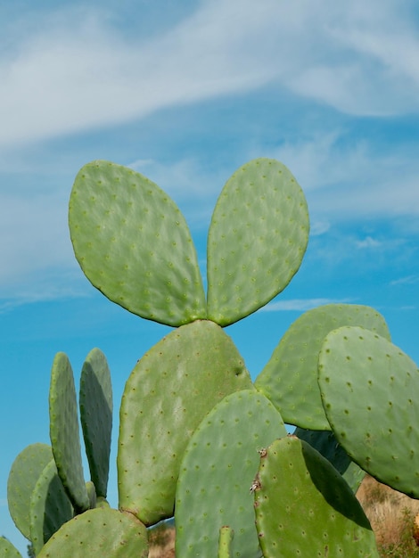 Wilde cactus die buiten in de woestijn groeit verticale foto