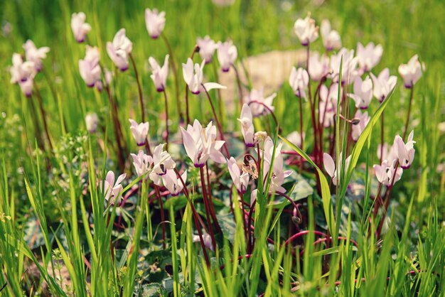 Wilde cyclamen bloemen