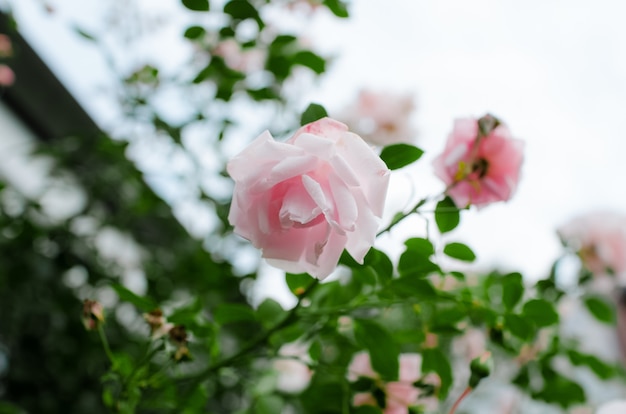 wilde decoratieve rozen in de tuin.