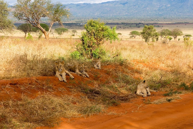 Wilde dieren in Kenia, Afrika