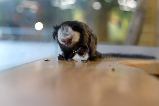 Wilde dieren. Kleine Uistiti-aap op een onscherpe achtergrond. Callithrix jacchus