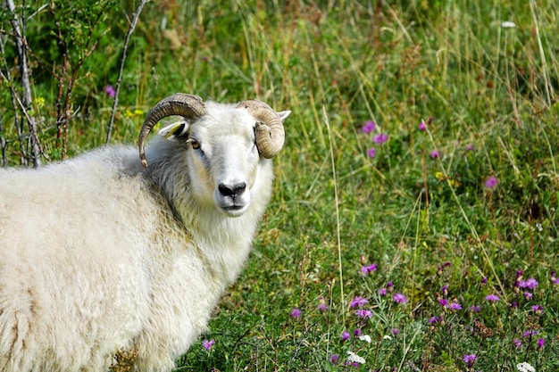 Wilde dieren met gebroken hoorns-schapen portret. Landbouwgrond Uitzicht op een wollig schaap in een groen veld