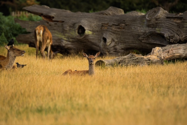 Wilde dieren op het veld in de zomer