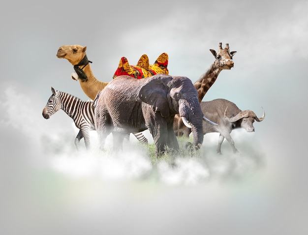Wilde dierengroep - giraf, olifant, zebra, kameel, buffel boven witte wolken in grijze lucht