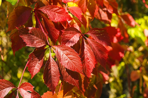 Wilde druif rode bladeren natuurlijke seizoensgebonden herfst vintage achtergrond