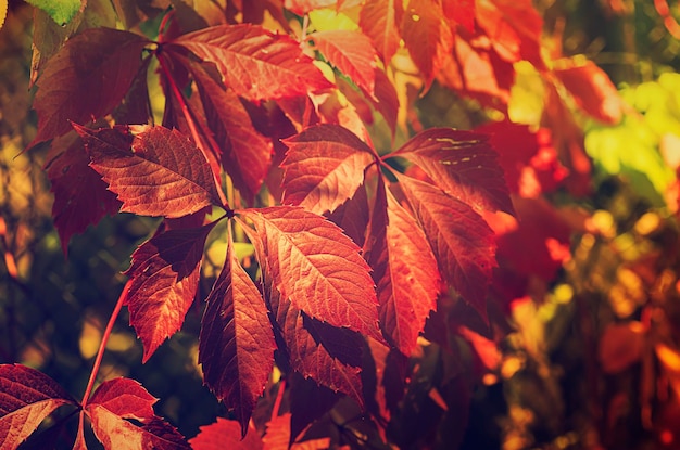 Wilde druif rode bladeren natuurlijke seizoensgebonden herfst vintage achtergrond