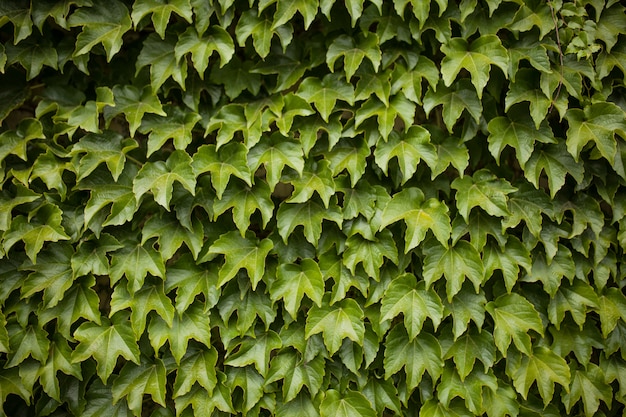 Wilde druiven groene muur