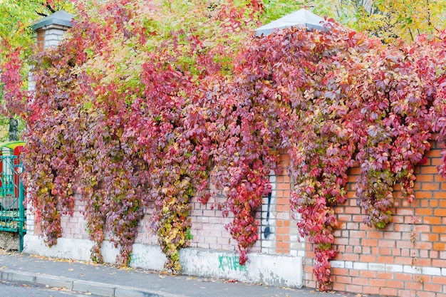 Wilde druiven op een muur in bewolkte herfstdag