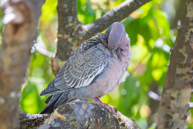 Wilde duif bekend als quotpombaoquot of quotasa brancaquot of quotpomba carijoquot Patagioenas picazuro