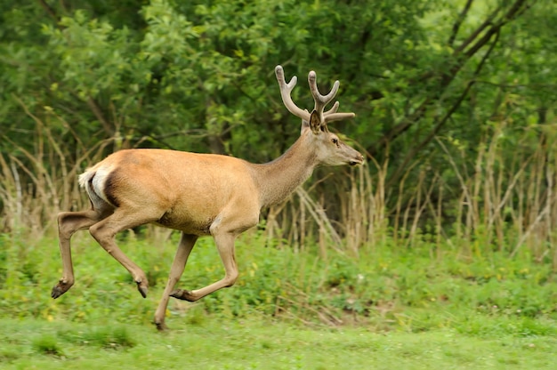 Wilde edelherten in de natuur