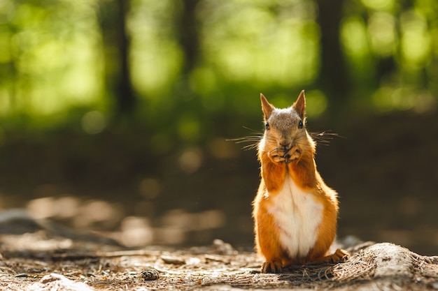 Wilde eekhoorn aan het eten in het bos