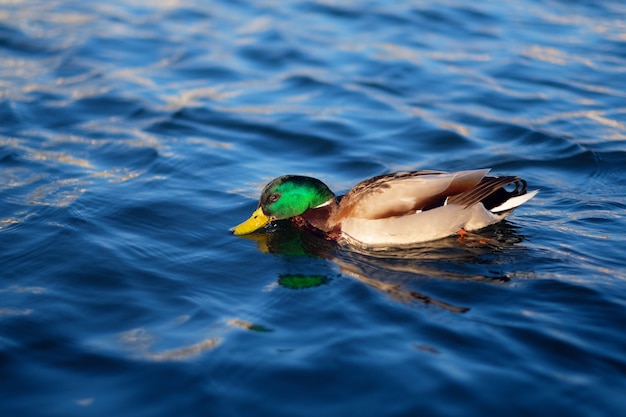 Wilde eend die in het blauwe water zwemt