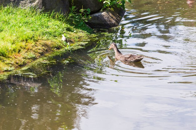 Wilde eend die op een bergmeer zwemt