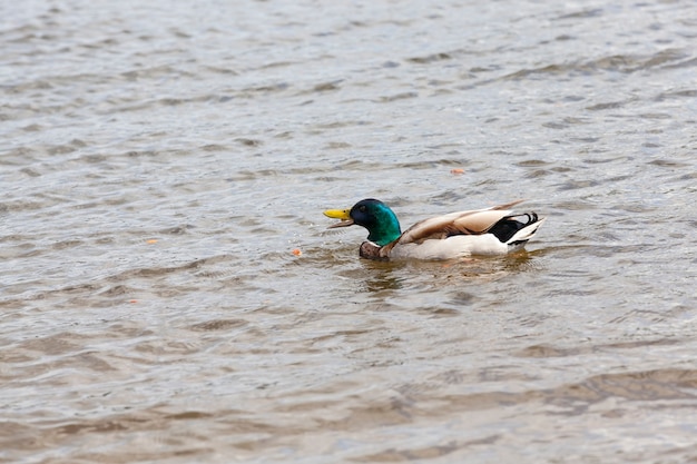 Wilde eend die op het water zwemt, watervogeleend in de zomer op het meer