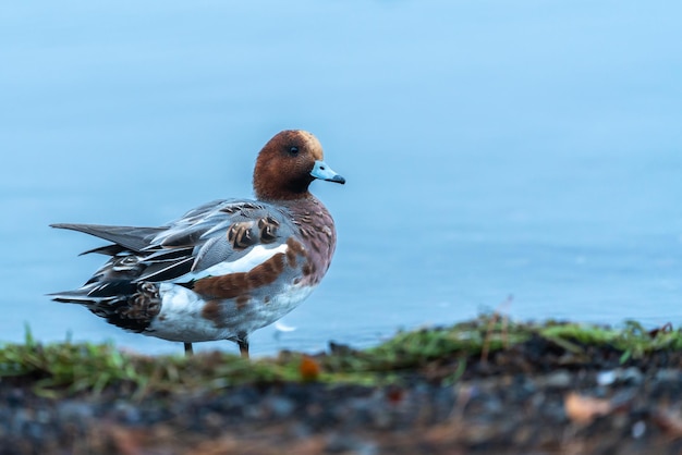 Wilde eend die zich buiten het water bevindt