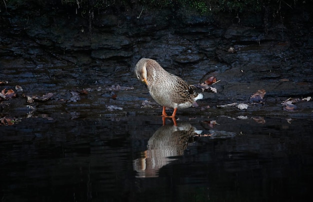 Wilde eend eenden strijken in de rivier