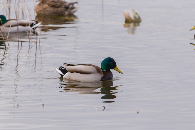 Wilde eend in Albufera van Valencia