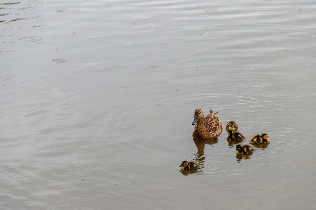 Wilde eend met kleine eendjes die in een meer zwemmen