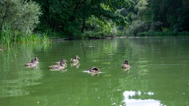 Wilde eend met kuikens op de rivier