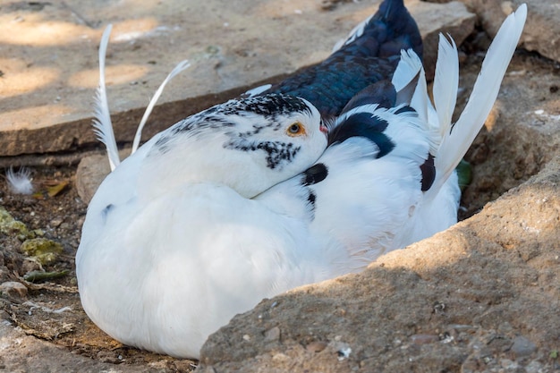 Wilde eend midden in de natuur