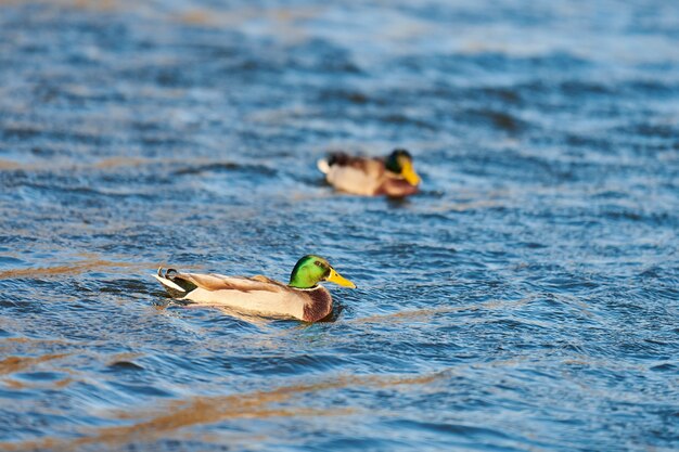 Wilde eend watervogels drijvend in het water